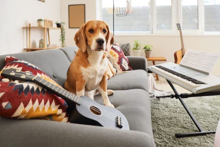 This Child's Musical Discovery Is Changing Shelter Life Forever