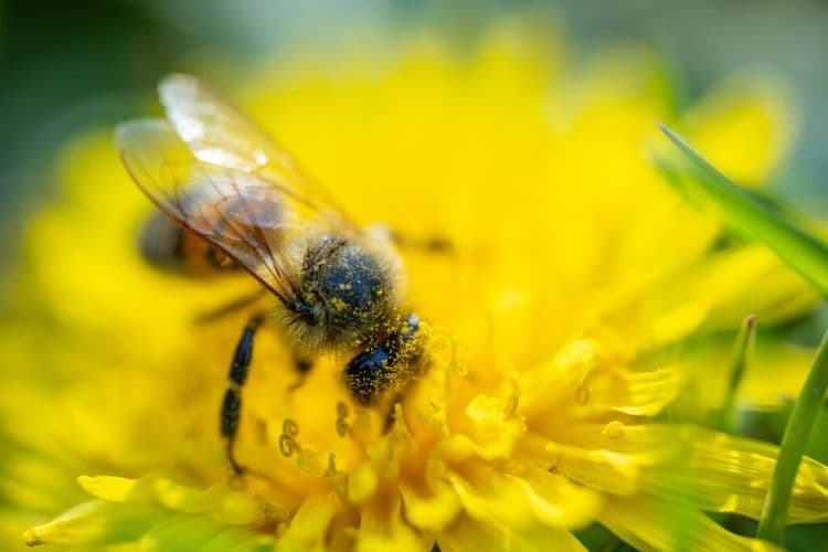 Plants Are Secretly Listening to Bees