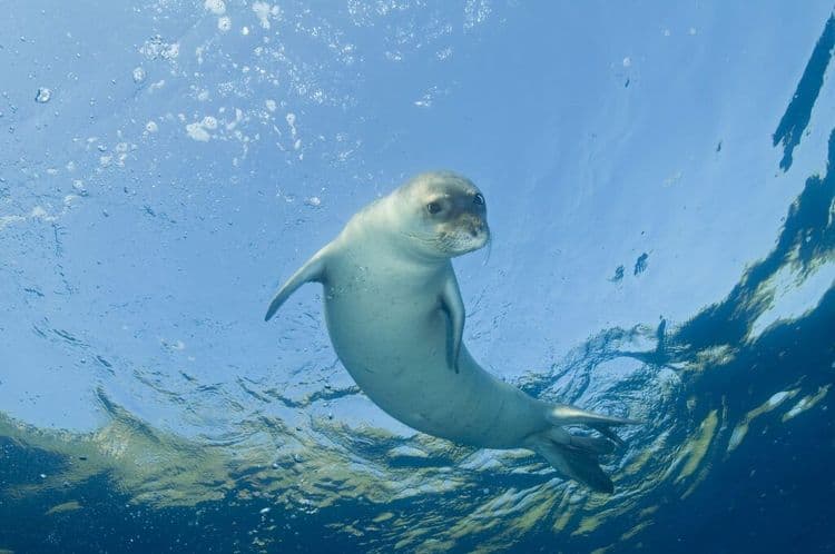 Mediterranean Monk Seals Make a Remarkable Comeback