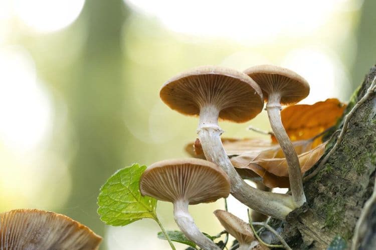 This MUSHROOM-Powered Toilet Changes Everything