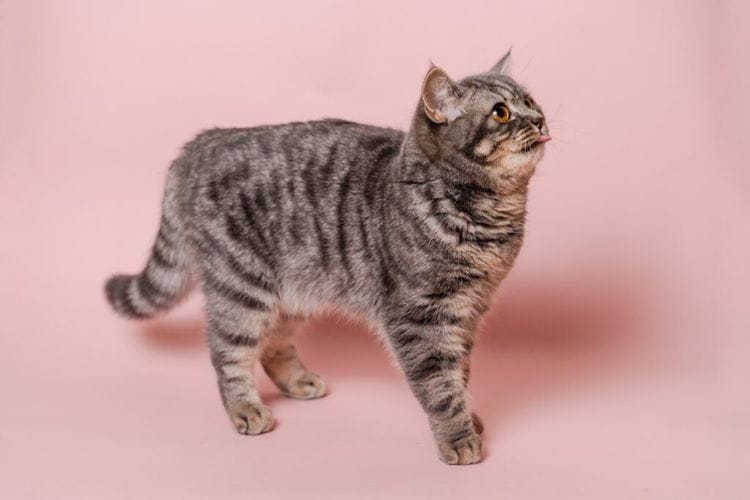 California Just Made This Cat Procedure A Criminal Offense