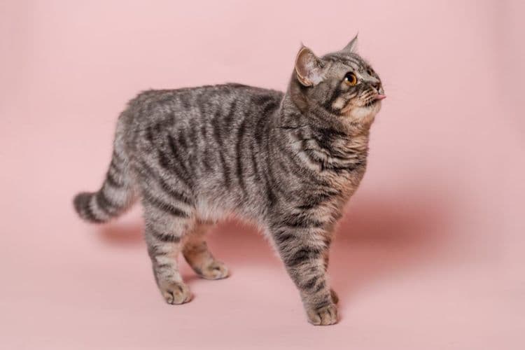 California Just Made This Cat Procedure A Criminal Offense