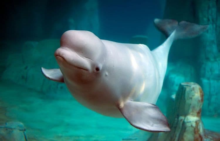 Decoding the Sounds of Nature: AI Aims to Unlock Animal Communication
