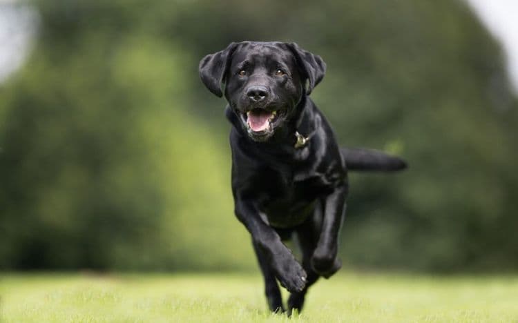 How a Support Dog Gave Her Independence Back