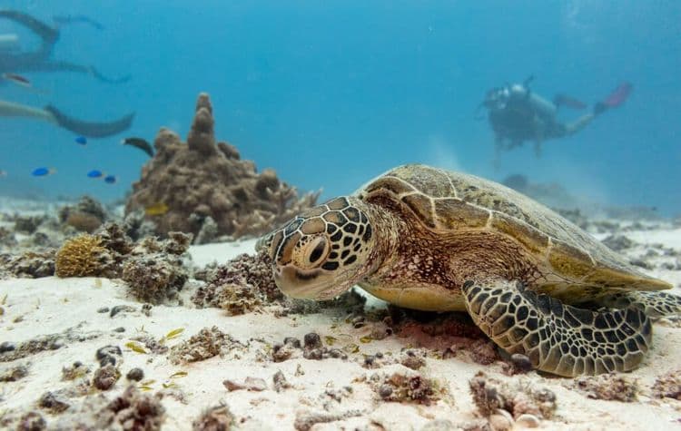 Sea Turtles Are Swimming Toward a Comeback