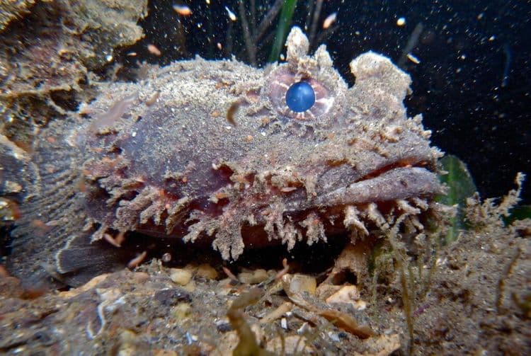 Once Dubbed the Ugliest, This Fish Just Won Big in New Zealand
