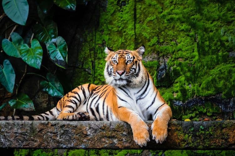 India's Tiger Population Reaches Record High Amid Conservation Success