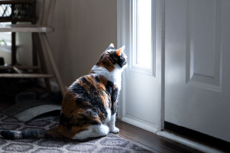 How A Missing Cat With 35,000 Instagram Followers Made It Home