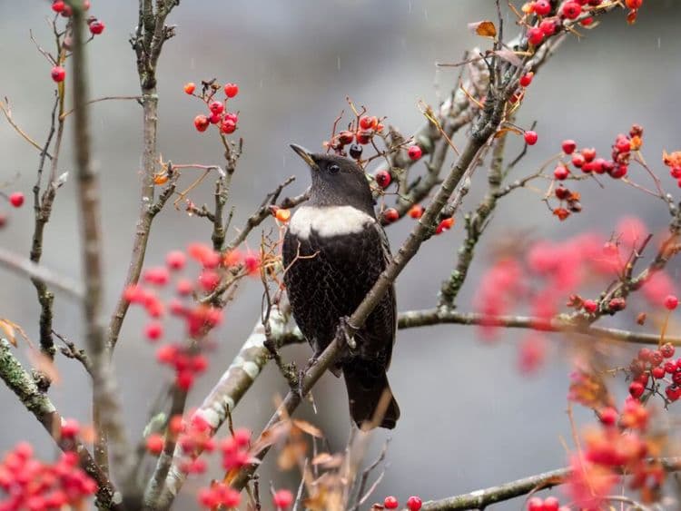 One Man’s Mission to Record Every Birdsong in Ireland