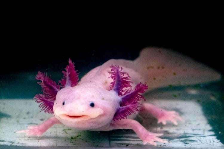 This Adorable Species Thrives After Returning to the Wild
