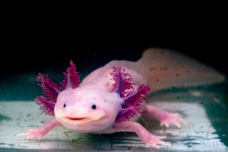 This Adorable Species Thrives After Returning to the Wild