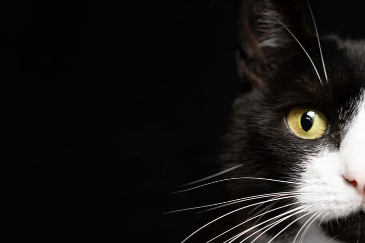 The International Cat Who Crossed Borders and Found His Way Home