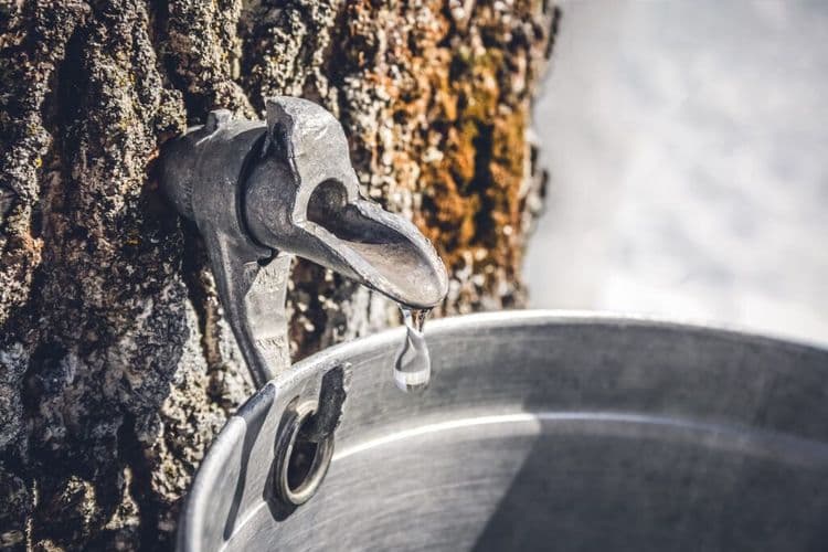 Sweet Surprise Is Flowing Through Oregon Forests