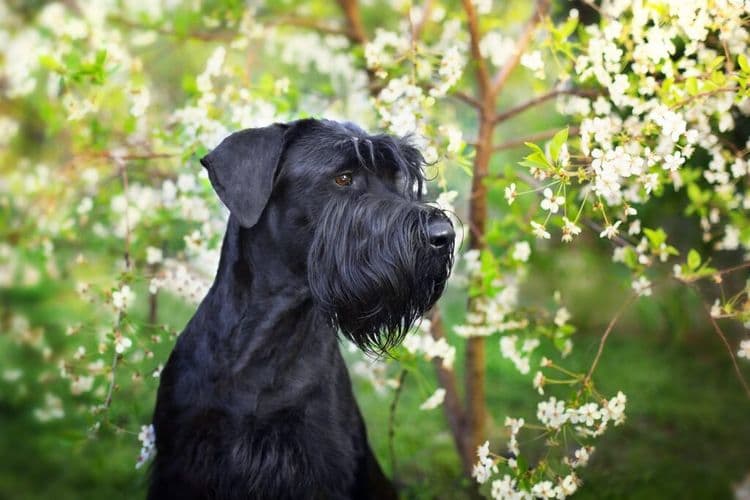 Monty the Giant Schnauzer Claims Best in Show at Westminster
