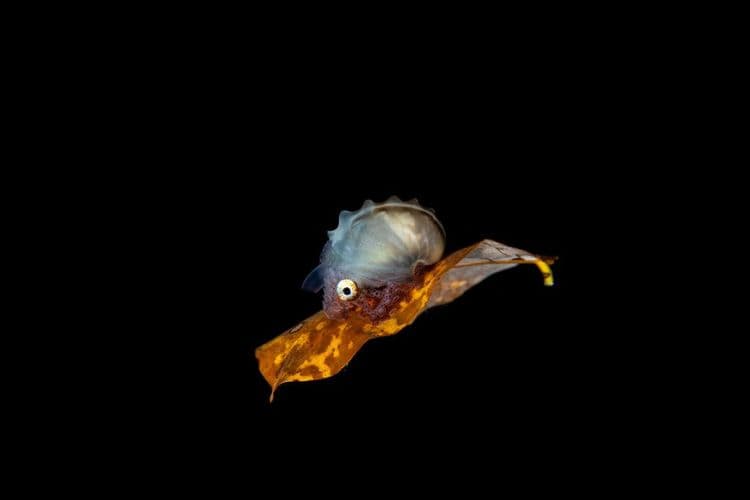 Scientists Just Found a Tiny Shape-Shifter in the Deep Ocean