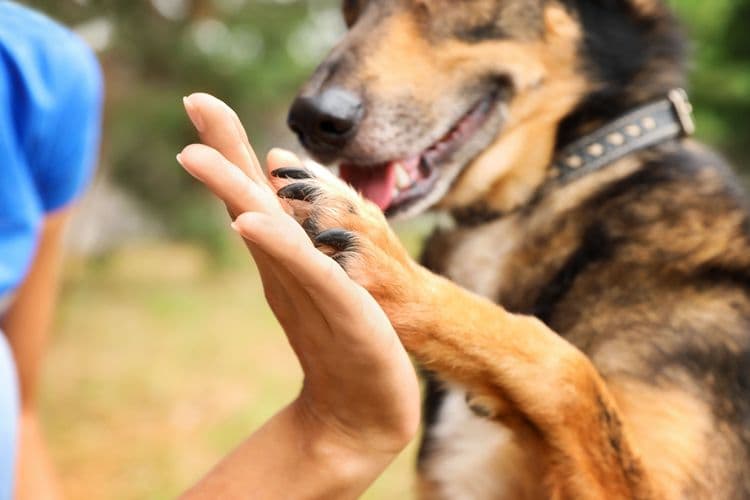 This Preschooler's Response To A School Lesson Is Saving Dogs In Michigan