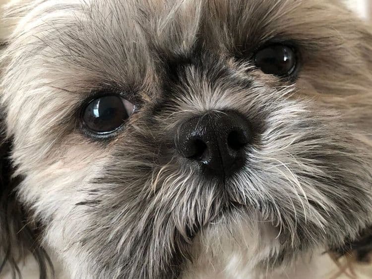 This Shih Tzu Got Adopted by 75 People