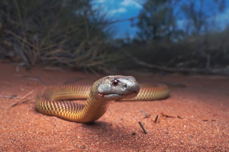 From Deadly to Lifesaving, The Aussie Creatures Behind Modern Medicine