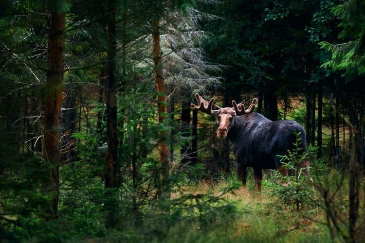 Sweden Can’t Stop Watching This Moose Livestream