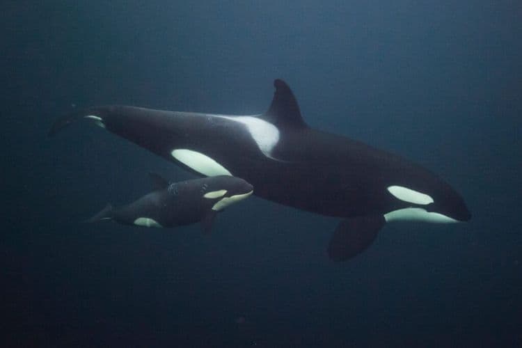 New Orca Calf Spotted, Continuing Legacy of a Whale Once Nearly Lost