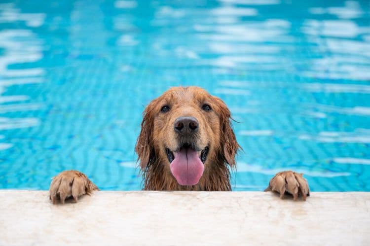 How Man's Best Friend Transformed A Life