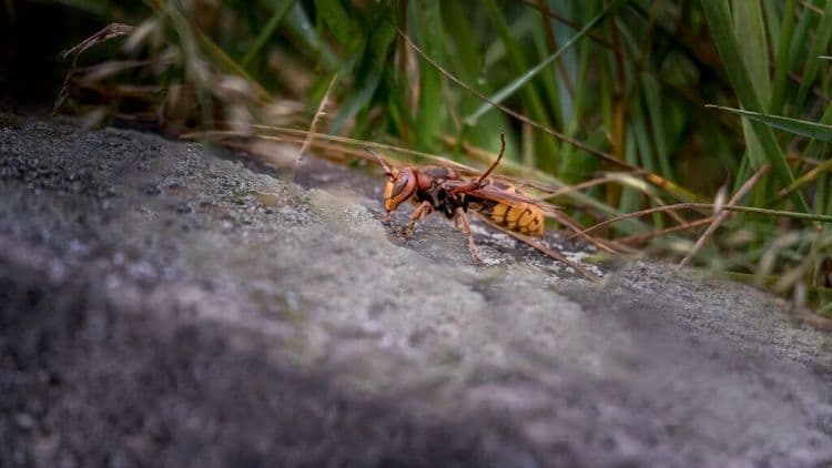 “Murder Hornet” Eradicated in the U.S. After Five-Year Battle