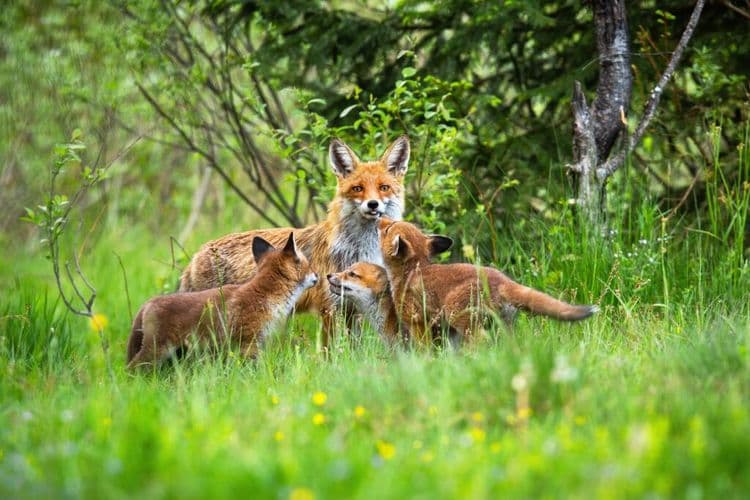 Fast-Fashion Giant Takes a Big Step for Animals
