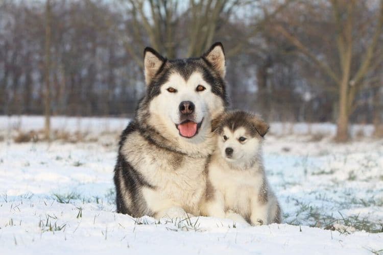 America’s Cutest New Recruits Just Reported for Duty in Alaska