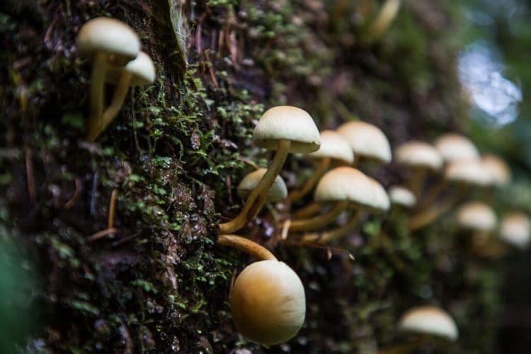 Oregon Students Learn Culinary Arts by Harvesting Local Resources