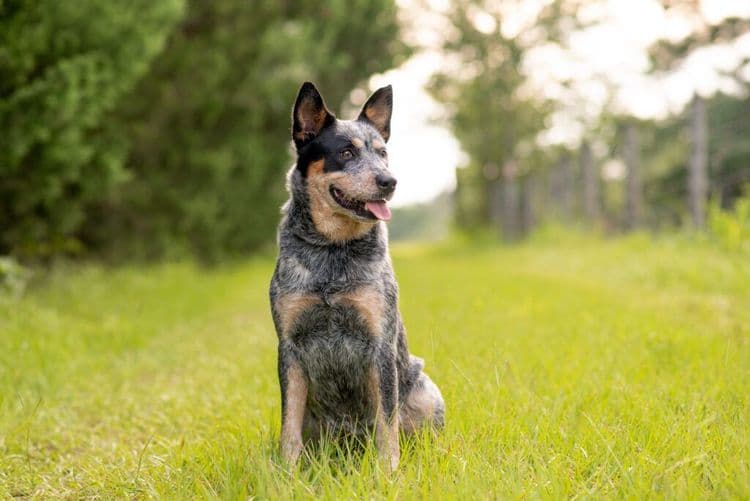 She Ditched Everything To Travel the World With Her Dog