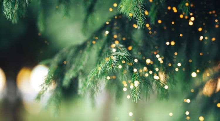 The Largest Home Display Of Christmas Lights