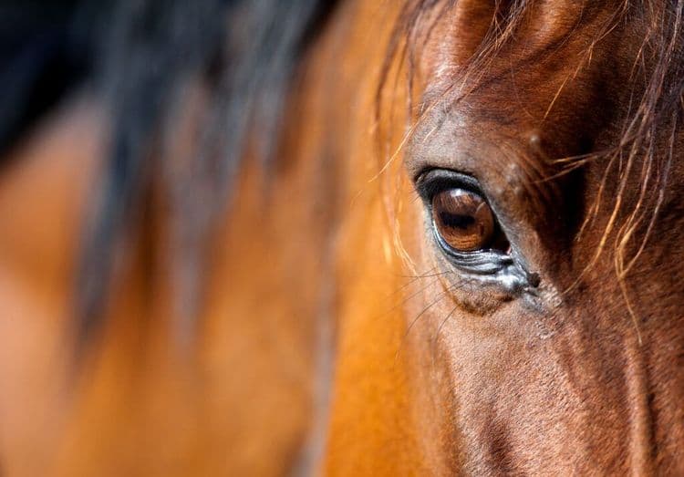 New Eye Drop Therapy Shows Potential to Restore Sight in Humans and Horses
