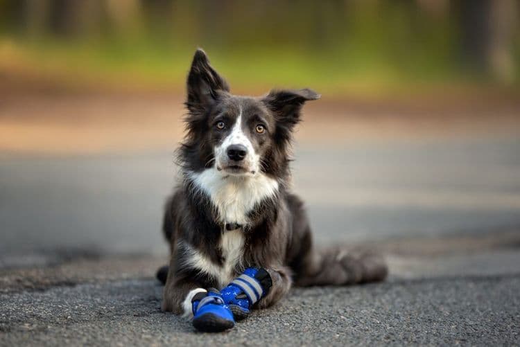 Anchorage Pets Are Prepped in Style for Volcanic Eruption