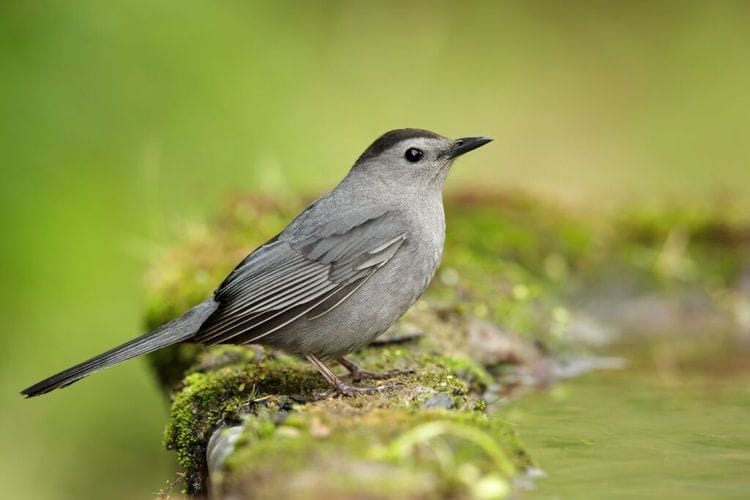 How One Chicago Building Just Became Safer for Thousands of Birds
