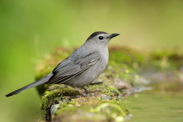 How One Chicago Building Just Became Safer for Thousands of Birds