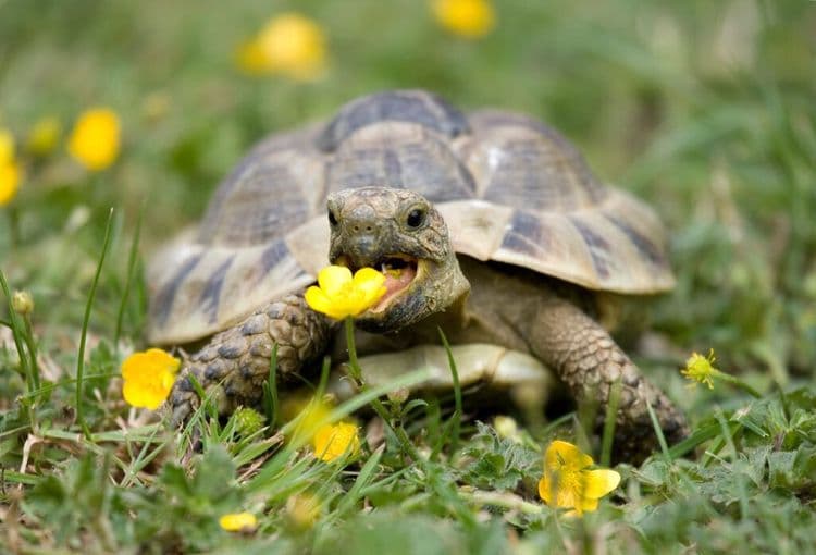 Tortoise Unlocks Sports Mode To Survive A Burning Shed