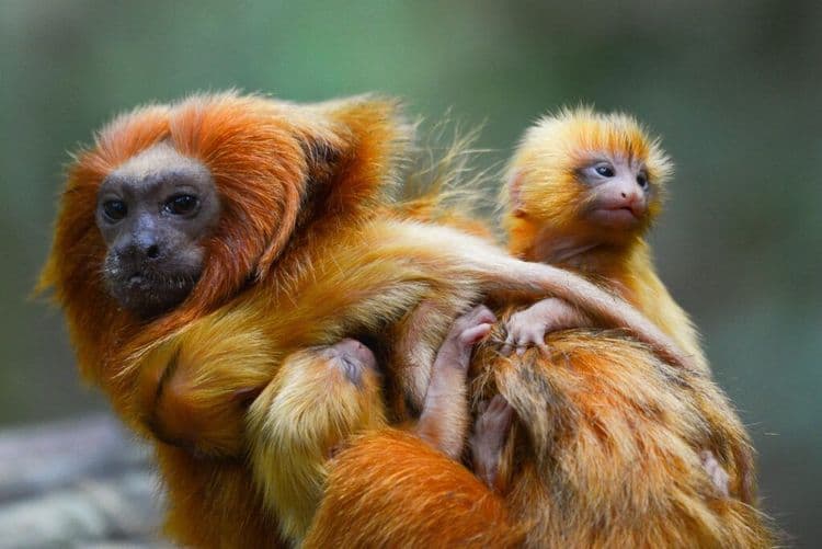 Golden Lion Tamarins: A Comeback Story of Hope in Brazil's Atlantic Rainforest