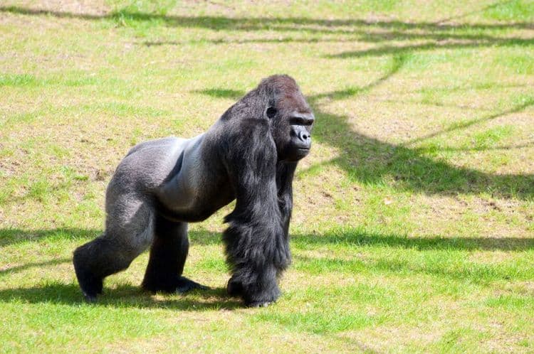 Berlin’s Beloved Gorilla Turns 68, And She’s Still the Queen of the Zoo