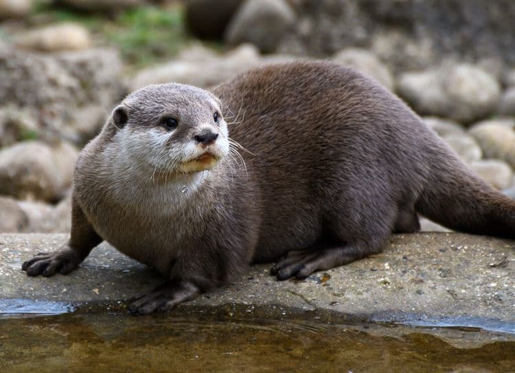Rare Otter Species Rediscovered in Nepal After Nearly Two Centuries