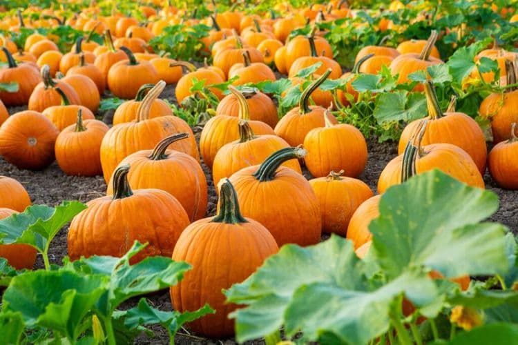 Record Breaking Pumpkin Elephant Mosaic