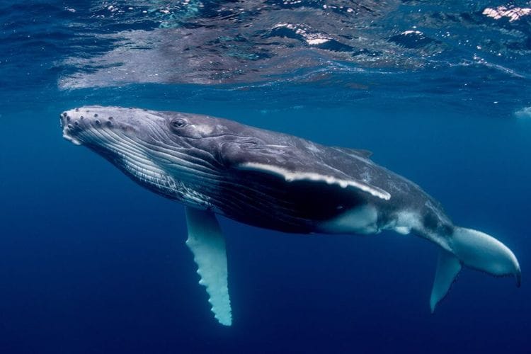 Humpback Whale Songs Share Surprising Similarities with Human Language