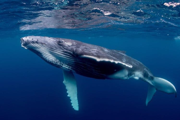 Humpback Whale Songs Share Surprising Similarities with Human Language