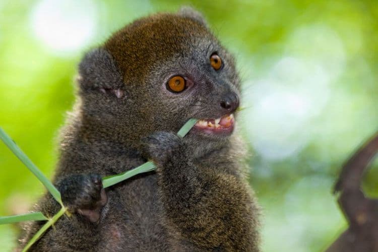 Baby Boom at London Zoo Welcomes Rare Lemurs, Monkeys, and Otters