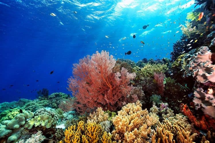 The Wildest Underwater Music Festival In America
