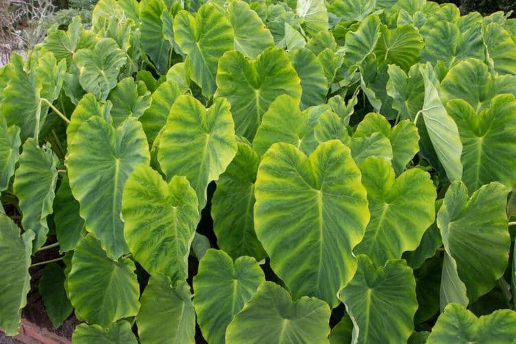 This Sacred Plant is Now Growing in Oregon