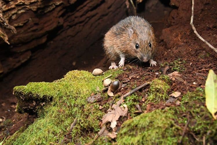 Rare New Holland Mouse Rediscovered in NSW Blue Mountains After 20 Years
