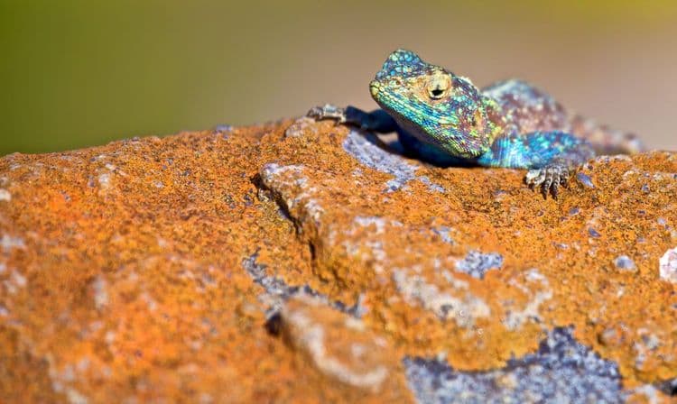 They Thought This Gecko Was Gone Forever