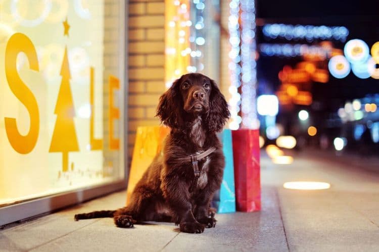 Dog Detective’s Nose Stops Illicit Vape Ring