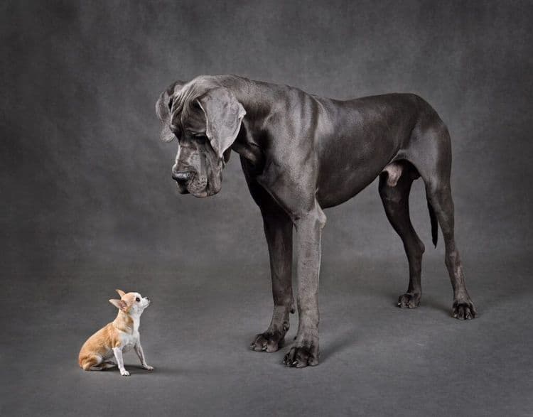 The World’s Tallest and Smallest Dogs Met