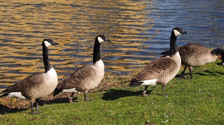 Public Pushback Ends Goose Gassing Plan